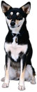 black and white dog sitting