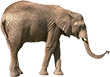elephant standing with trunk out