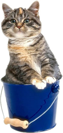 cat in a bucket