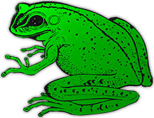 green frog