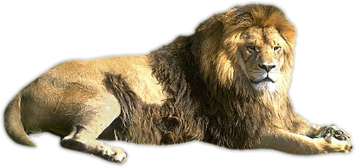 male lion