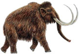 waking mammoth