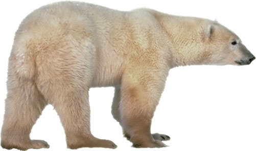 polar bear