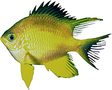 fish yellow