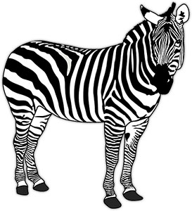 zebra