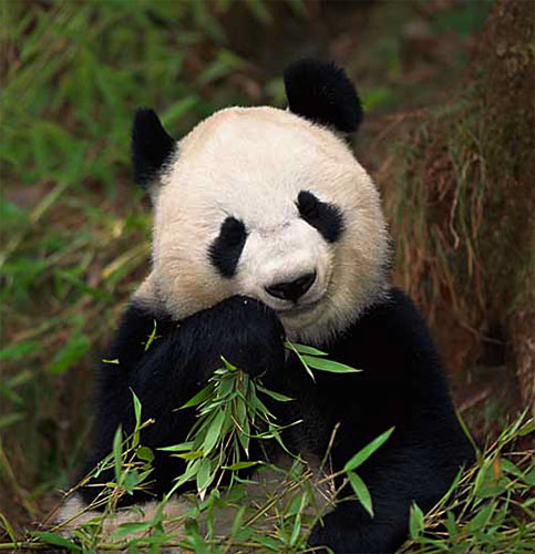 panda eating