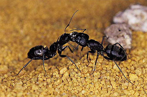 ant fight