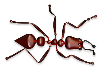 fire ant