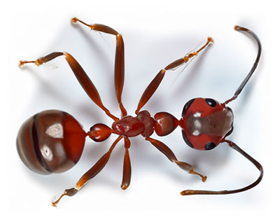 red ant