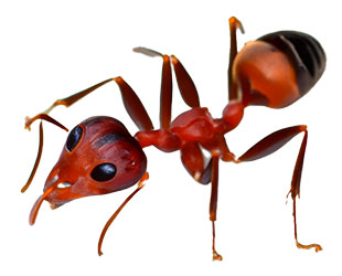 red ant