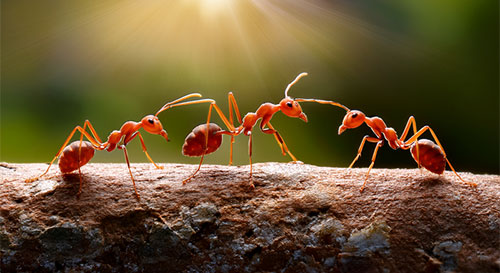 three red ants