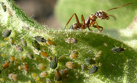 ant and aphids