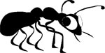 black ant