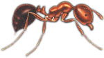 fire ant