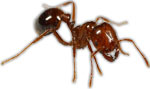 fire ant image
