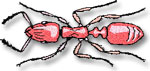 looking down on a red ant