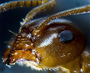 ant photo close up