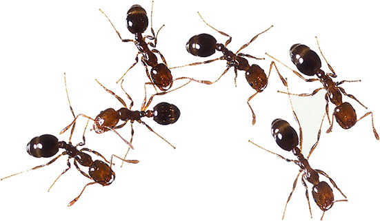 fire ants