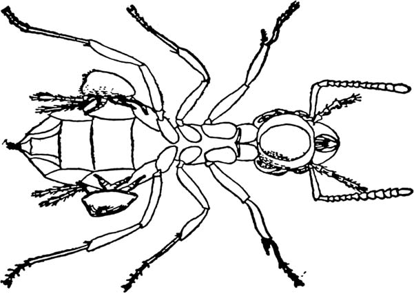 large ant black and white image