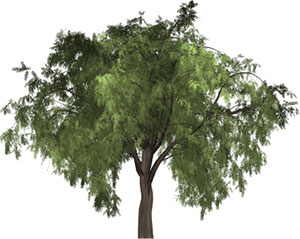 pepper tree