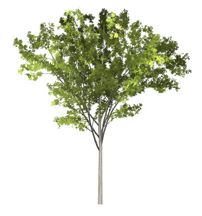 Fraxinus Griffithii tree