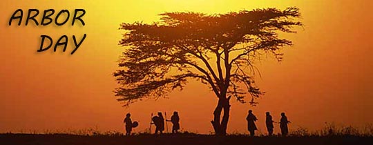 single tree on a savannah