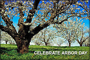 trees - photo clipart