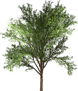 Robinia Tree