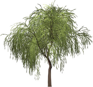 willow tree