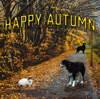 happy autumn dogs