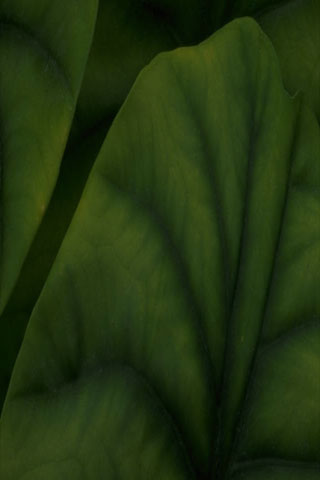 green leaves background 320 x 480 pixels