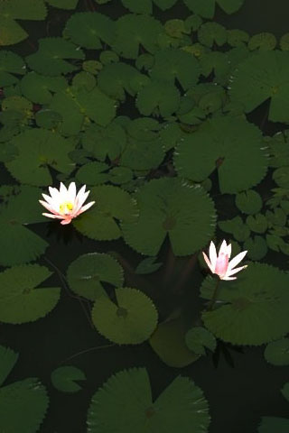 pond flowers 320 x 480