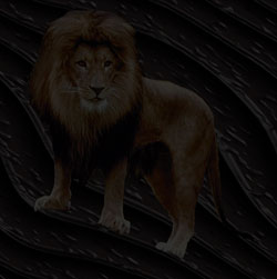 lion background image