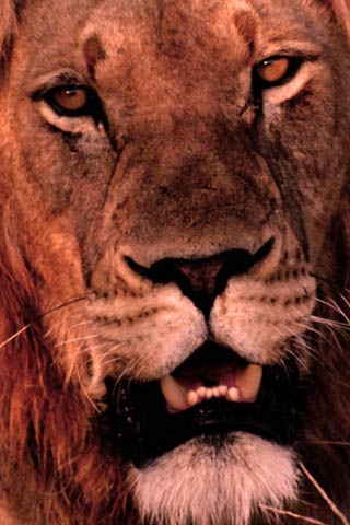 lion's face background