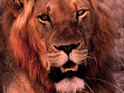 male lion background image