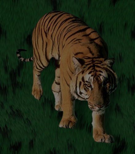 bengal tiger