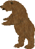brown bear-T
