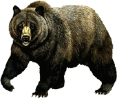 bear clipart