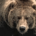 grizzly bear clip art