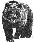 bear image