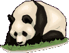 panda bear animated