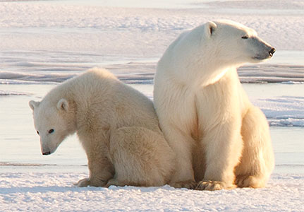 two polar bears