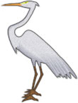 egret standing