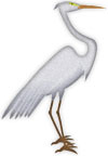 proud egret