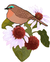 bird on flower
