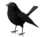 black bird animated