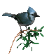 branch