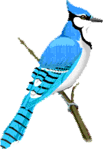 blue jay