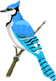 blue jay