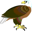 eagle